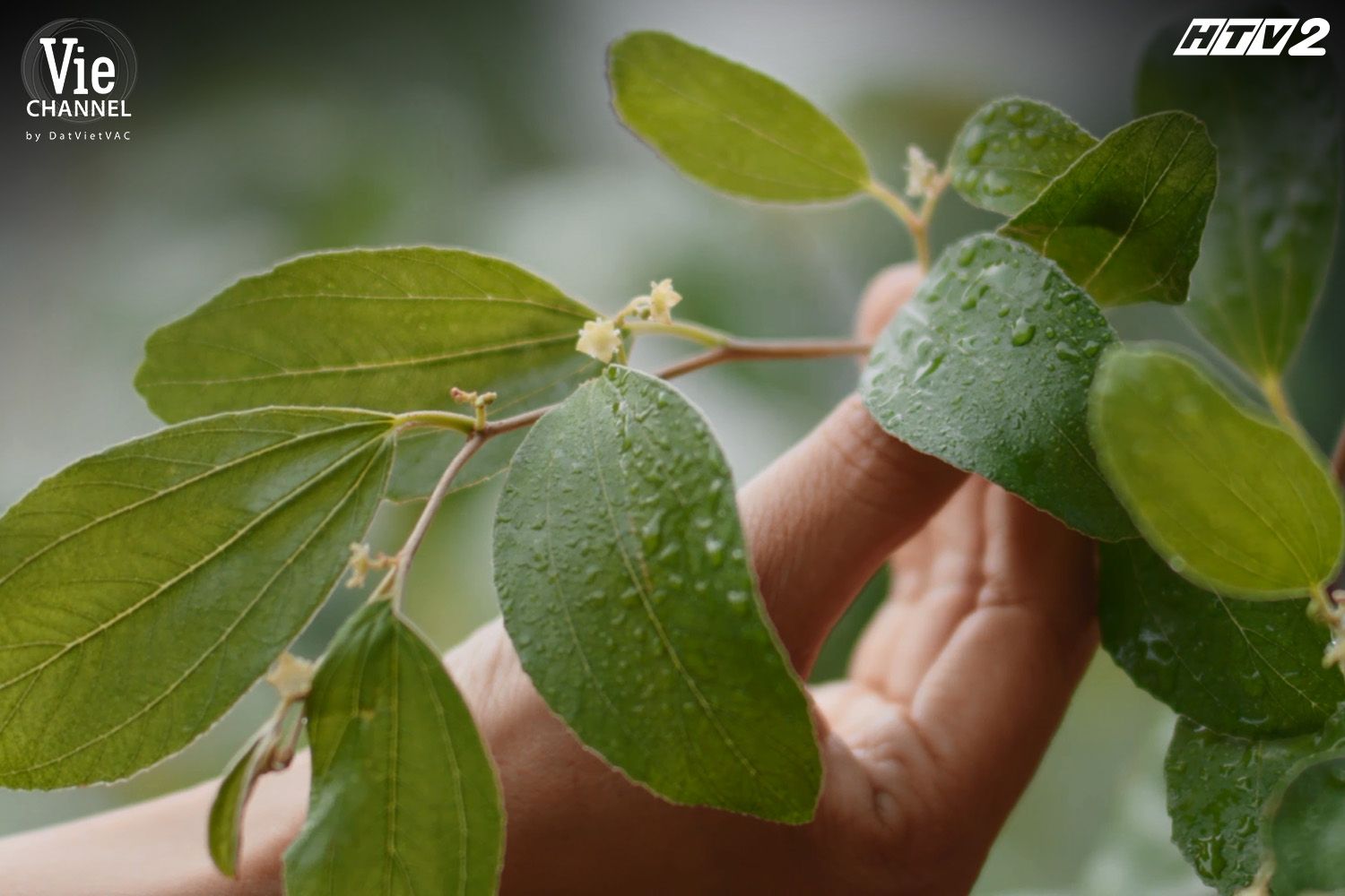 [CÂY TÁO NỞ HOA] FAN MỪNG RƠN VÌ CÂY TÁO NHÀ NGỌC ĐÃ NỞ HOA, HẠNH CHỜ NGÀY NGỌC KHỎE ĐỂ ĐƯA ĐẠI GIA ĐÌNH ĐI DU LỊCH